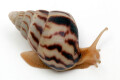 Limicolaria flammea Nigeria dark stripes juvenil